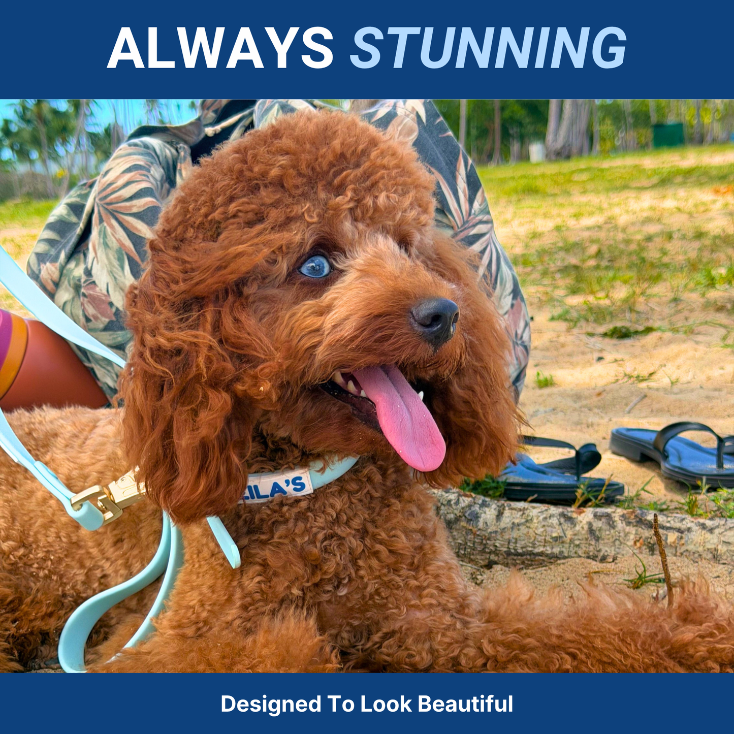 ADVENTURER LEASH