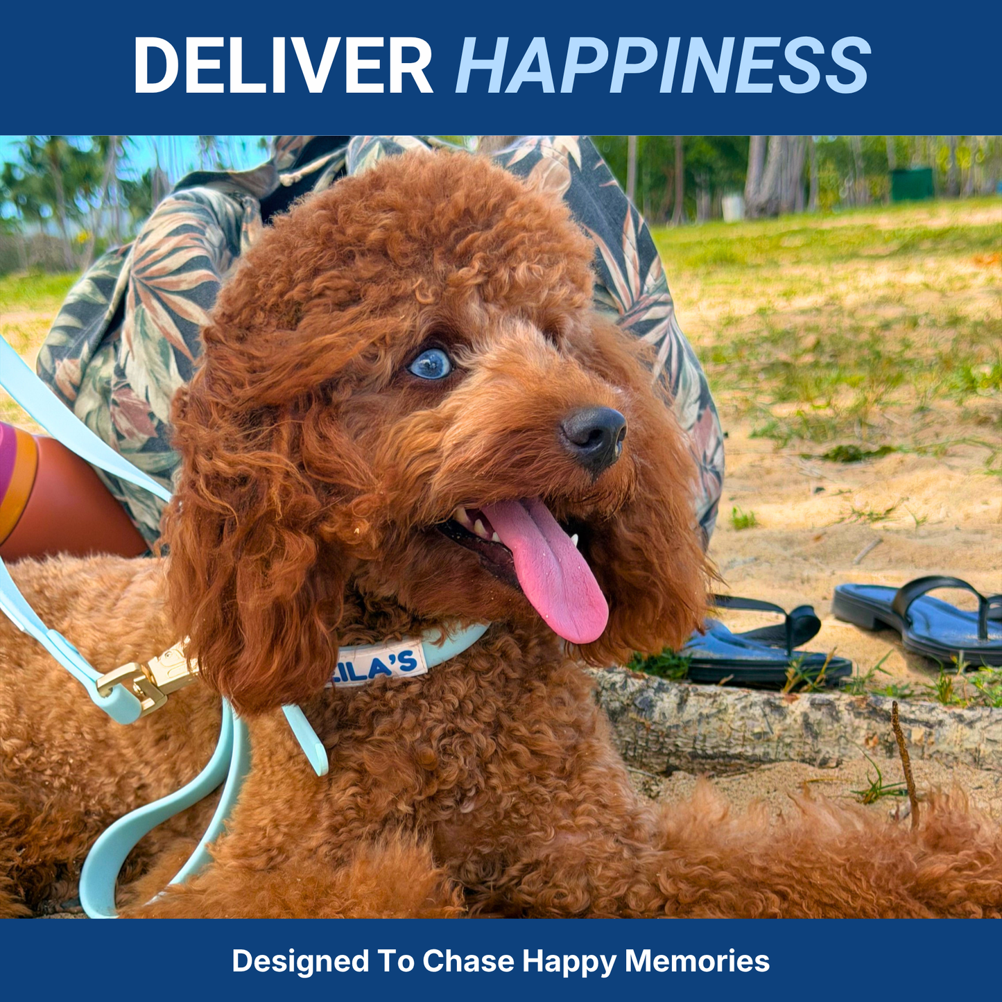 ADVENTURER BUNDLE - Dog Collar, Leash, and Poop Bag Holder
